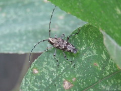 Colobothea sinaloensis