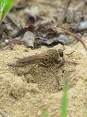 Machimus erythocnemius