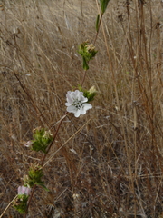 Hemizonia congesta clevelandii
