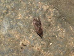 Cryptaspasma