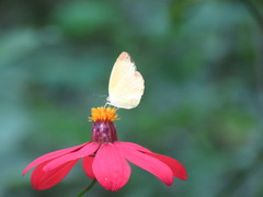 Pyrisitia dina westwoodi
