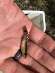 Umbra limi