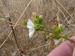 Hemizonia congesta clevelandii