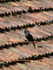 Knipolegus cyanirostris