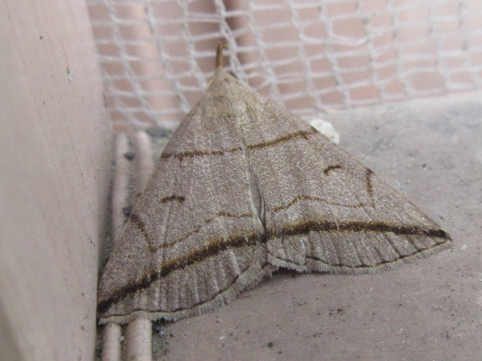 Zanclognatha griselda
