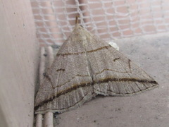 Zanclognatha griselda