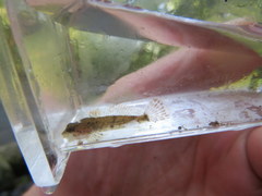 Cottus caeruleomentum