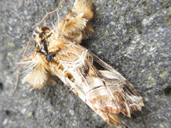 Callopistria repleta