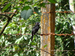 Knipolegus cyanirostris