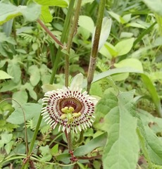 Passiflora exsudans