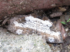 Melanthia procellata