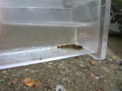 Cottus caeruleomentum