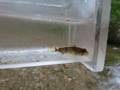 Cottus caeruleomentum