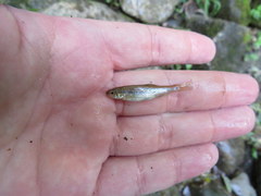 Semotilus corporalis