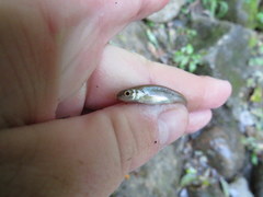 Semotilus corporalis