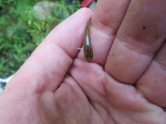 Semotilus corporalis