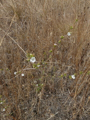 Hemizonia congesta clevelandii