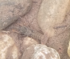 Pacifastacus leniusculus