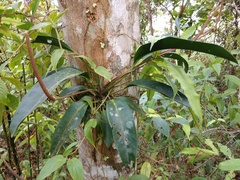 Image of Anthurium paludosum
