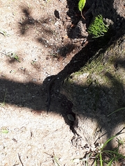 Plestiodon japonicus