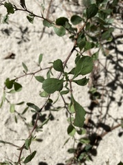 Crataegus munda