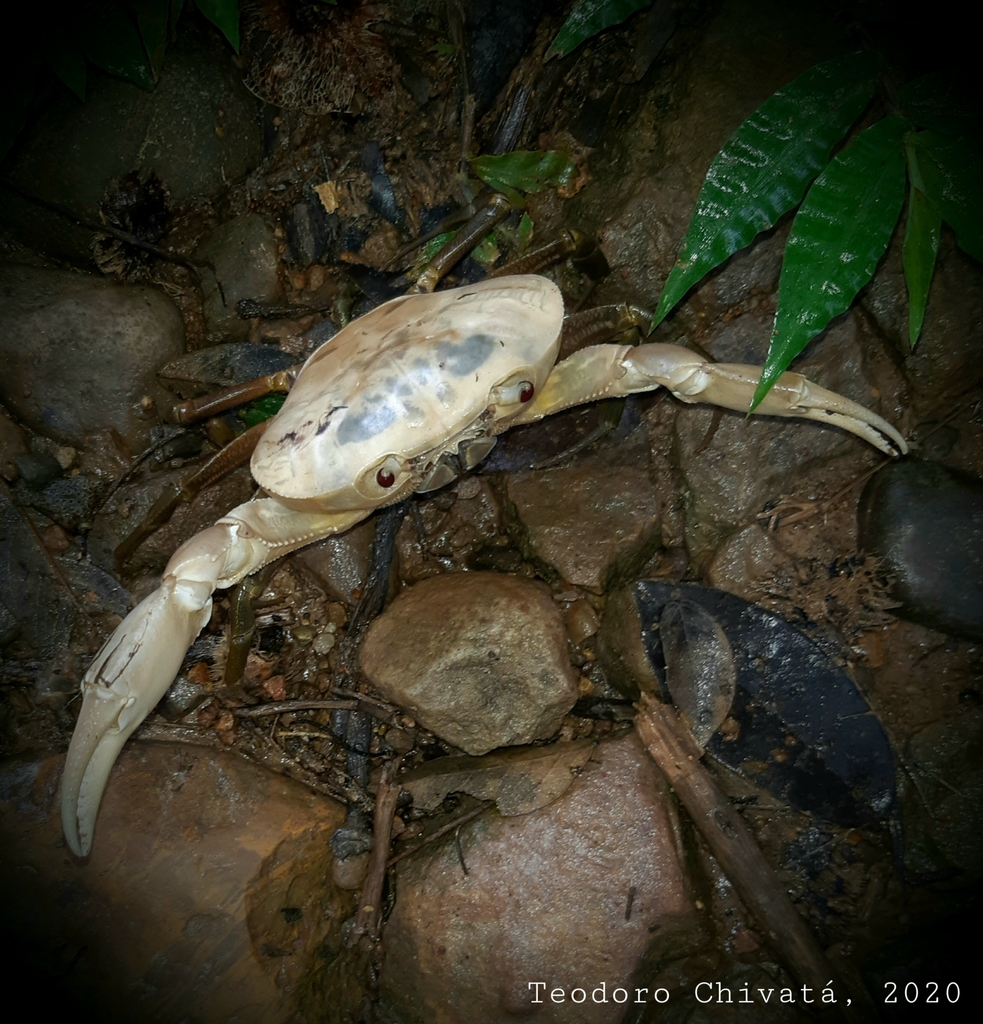Eudaniela casanarensis