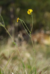 Kyhosia bolanderi