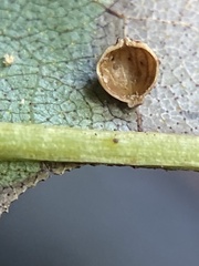 Caryomyia leviglobus