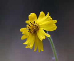 Kyhosia bolanderi