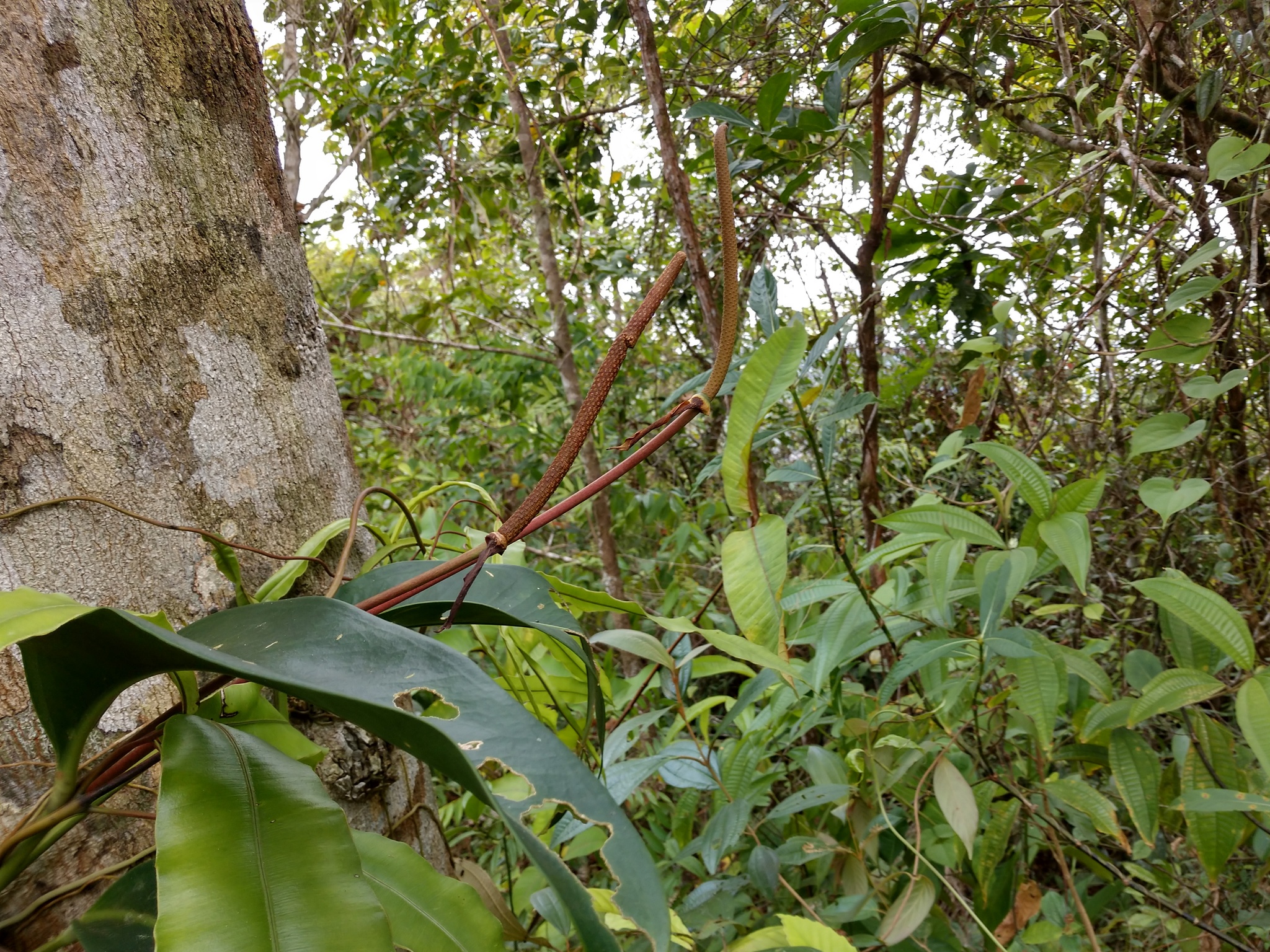 Anthurium paludosum 2