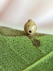 Caryomyia leviglobus