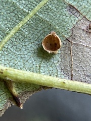 Caryomyia leviglobus