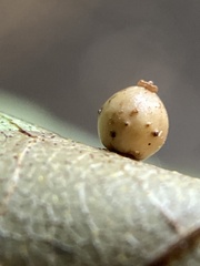 Caryomyia leviglobus