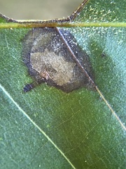 Caryomyia leviglobus