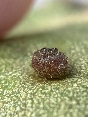 Caryomyia turbanella