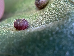 Caryomyia turbanella