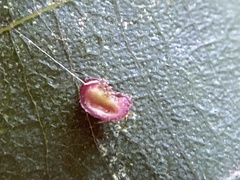 Caryomyia turbanella