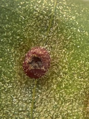 Caryomyia turbanella