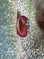 Caryomyia turbanella