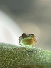 Caryomyia turbanella