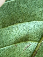 Caryomyia turbanella