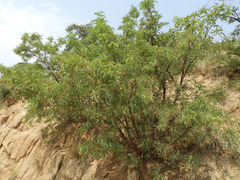 Eysenhardtia orthocarpa