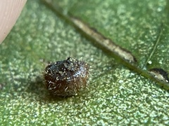 Caryomyia turbanella