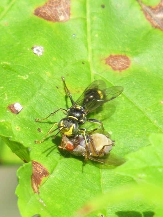 Mellinus bimaculatus