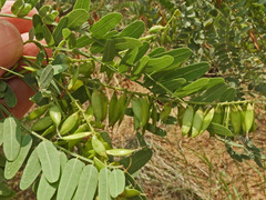 Eysenhardtia orthocarpa