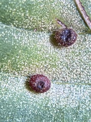 Caryomyia turbanella