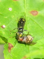 Mellinus bimaculatus