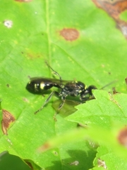 Mellinus bimaculatus