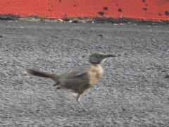 Toxostoma curvirostre