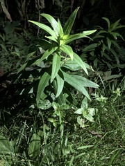 Lithospermum officinale